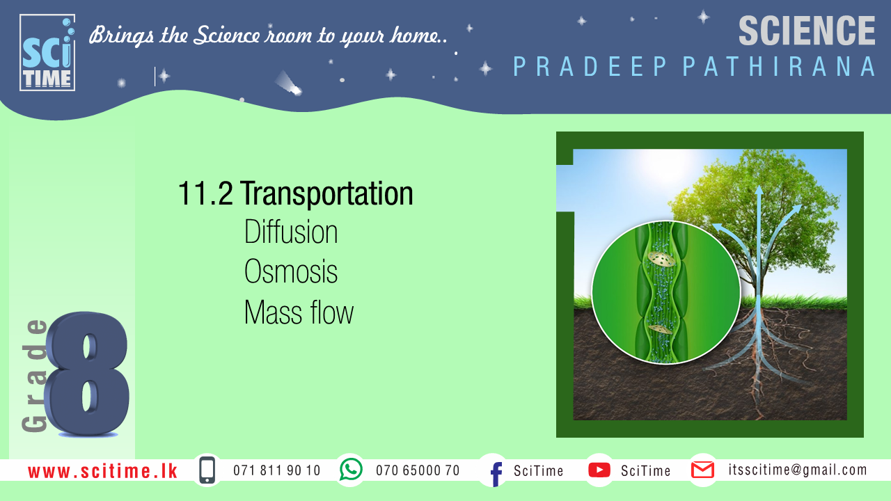 UNIT 11 - Lesson II - Transportation in plants | SciTime Tution Hub